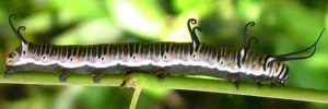 Larvae